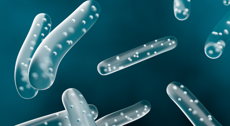 Fermented papaya Lactobacillus